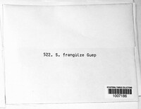 Septoria frangulae image